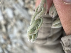 Neokochia americana