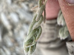 Neokochia americana
