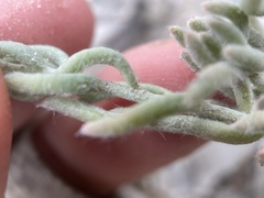 Neokochia americana