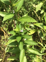 Hygrophila costata