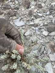 Neokochia americana