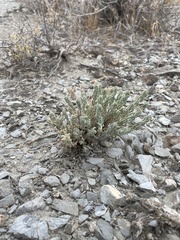 Neokochia americana