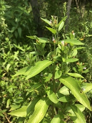 Hygrophila costata