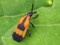 Oxychalepus balyanus