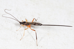 Macrocentrus marginator