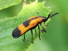 Oxychalepus balyanus