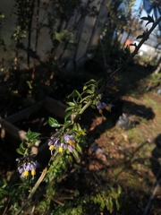 Solanum valdiviense