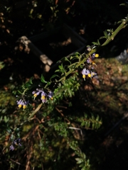 Solanum valdiviense