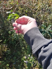 Solanum valdiviense