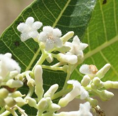 Alstonia spectabilis