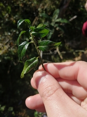 Solanum valdiviense