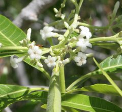 Alstonia spectabilis