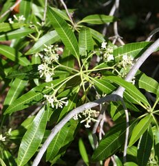 Alstonia spectabilis