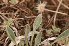 Physaria montana