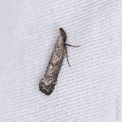 Dichomeris inversella