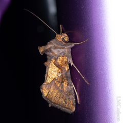 Argyrogramma verruca