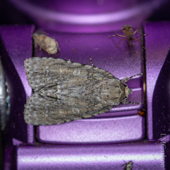 Acronicta immodica
