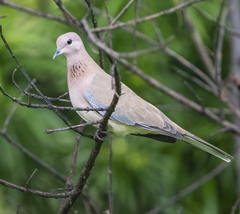 Streptopelia senegalensis