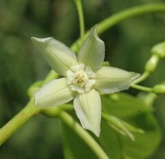 Gymnanthera oblonga