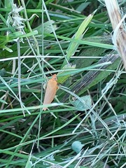 Gyponana gladia