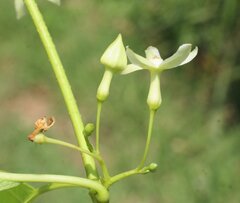 Gymnanthera oblonga