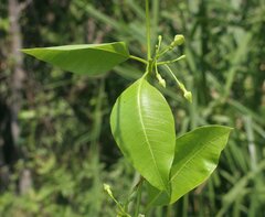 Gymnanthera oblonga