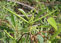 Gymnanthera oblonga