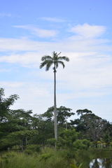 Roystonea dunlapiana