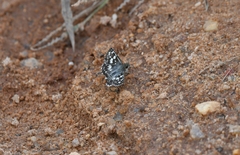 Burnsius orcynoides