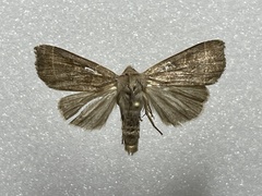 Ipimorpha pleonectusa