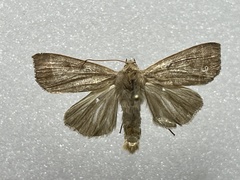 Ipimorpha pleonectusa