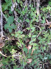 Whipplea modesta