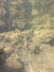 Proterorhinus semilunaris
