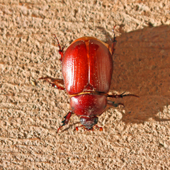 Oxygrylius ruginasus