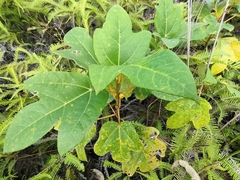 Ficus