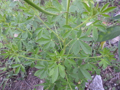 Cleome viscosa