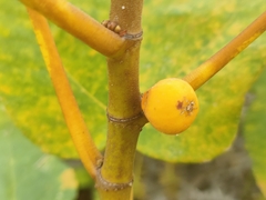 Ficus