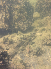 Proterorhinus semilunaris