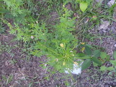 Cleome viscosa