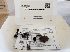 Inocybe tahquamenonensis image