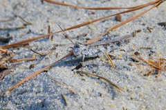 Psinidia fenestralis