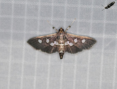 Desmia subdivisalis