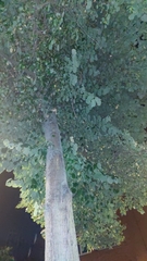 Tilia platyphyllos