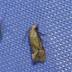 Platphalonidia