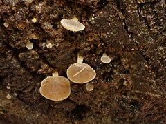 Simocybe haustellaris