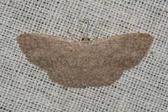 Geometridae