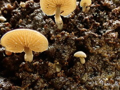 Simocybe haustellaris
