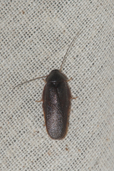 Perisphaerinae