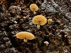 Simocybe haustellaris