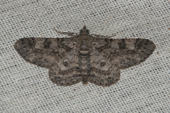 Geometridae